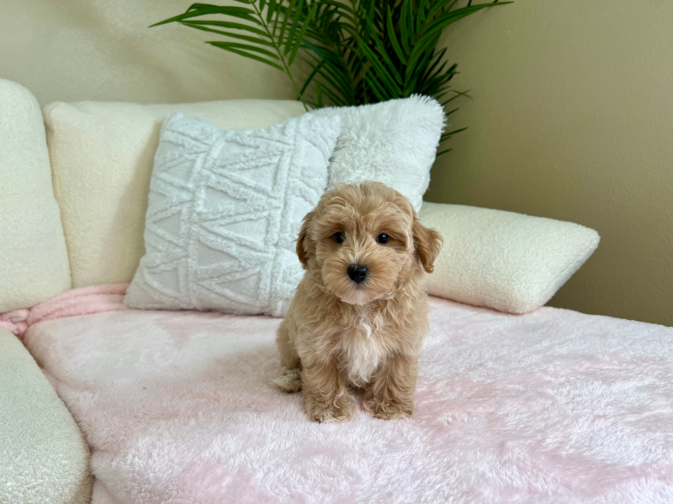 Maltipoo Pup Being Cute