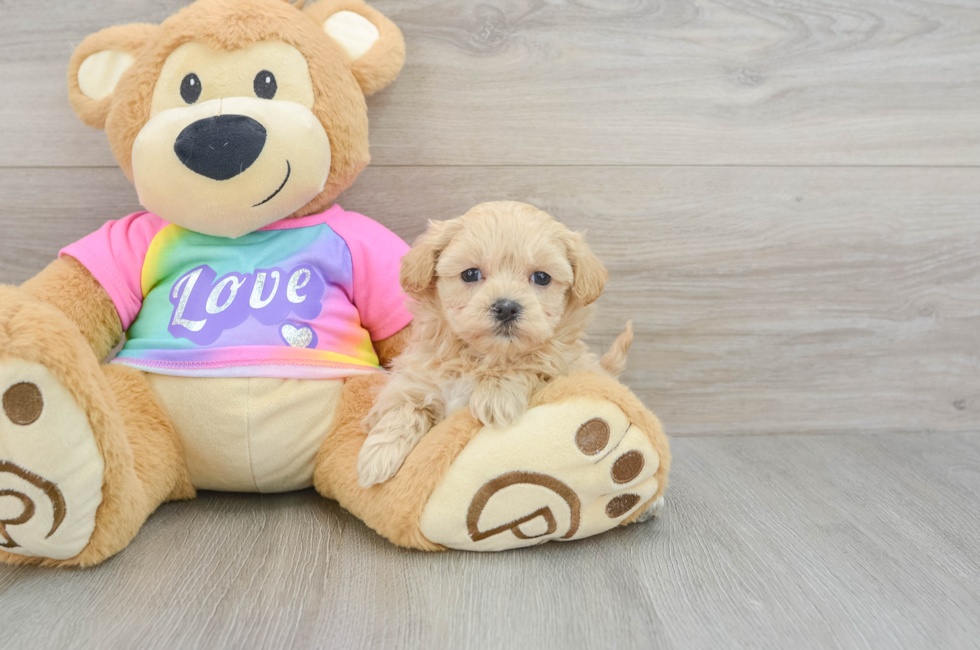 6 week old Maltipoo Puppy For Sale - Lone Star Pups