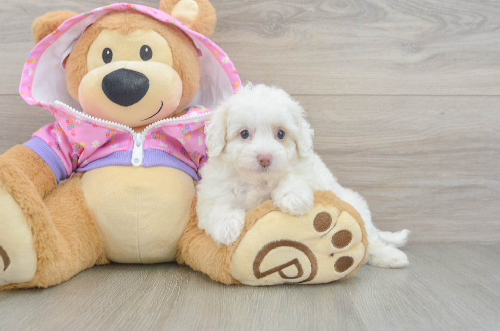 5 week old Maltipoo Puppy For Sale - Lone Star Pups