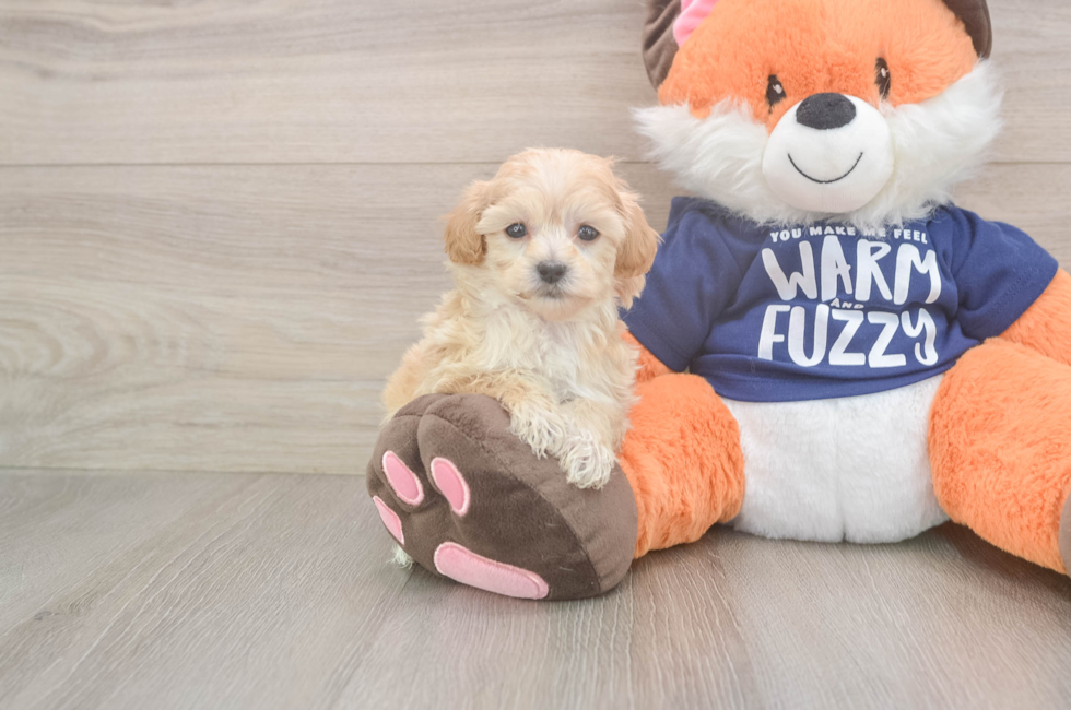 7 week old Maltipoo Puppy For Sale - Lone Star Pups