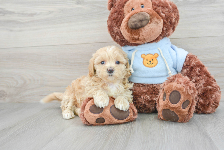 Popular Maltipoo Poodle Mix Pup