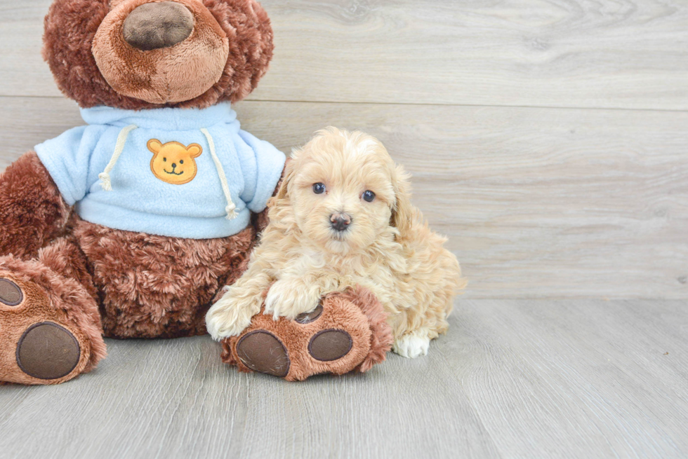 Fluffy Maltipoo Poodle Mix Pup