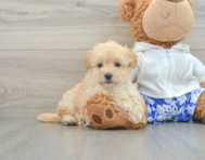 8 week old Maltipoo Puppy For Sale - Lone Star Pups