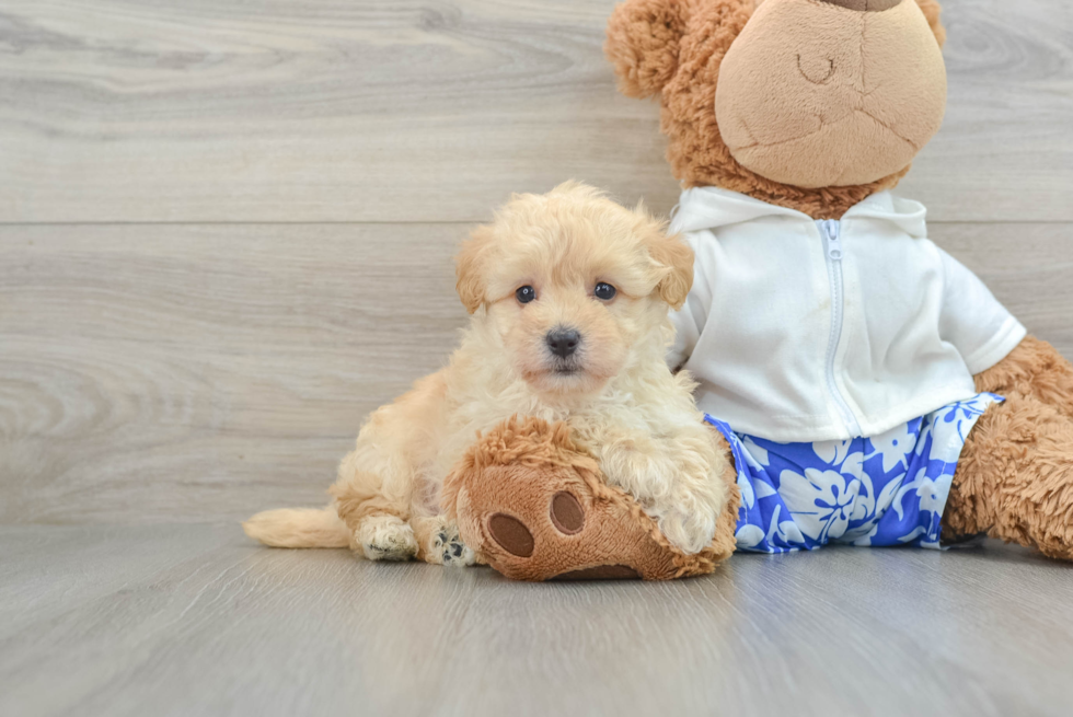 Maltipoo Puppy for Adoption