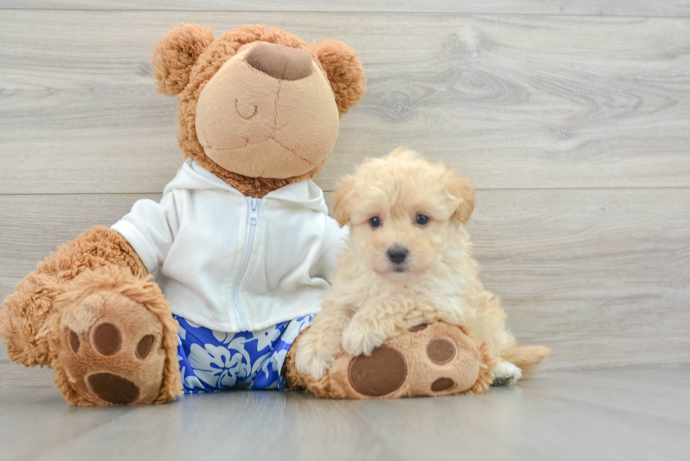 Happy Maltipoo Baby