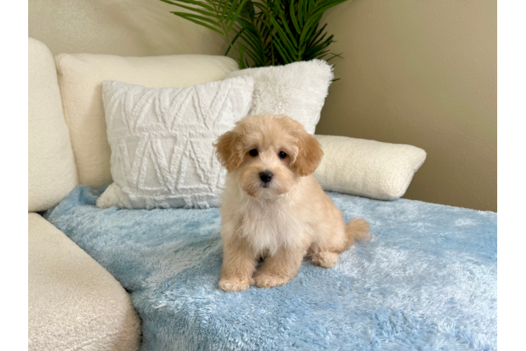 Maltipoo Pup Being Cute