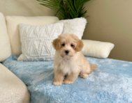 10 week old Maltipoo Puppy For Sale - Lone Star Pups