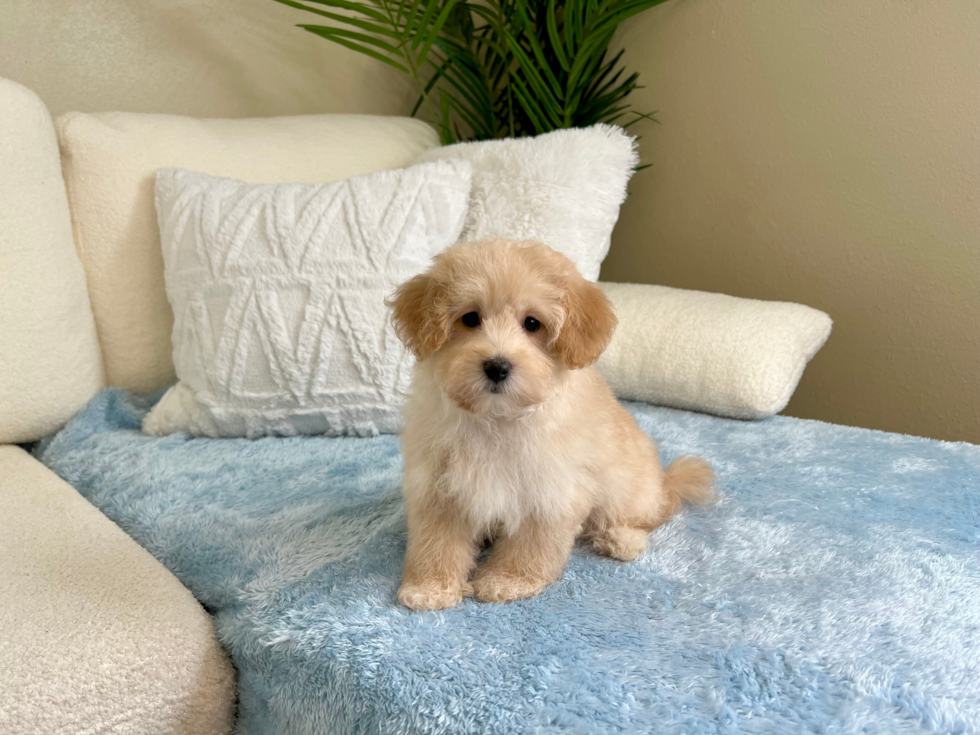 Maltipoo Pup Being Cute