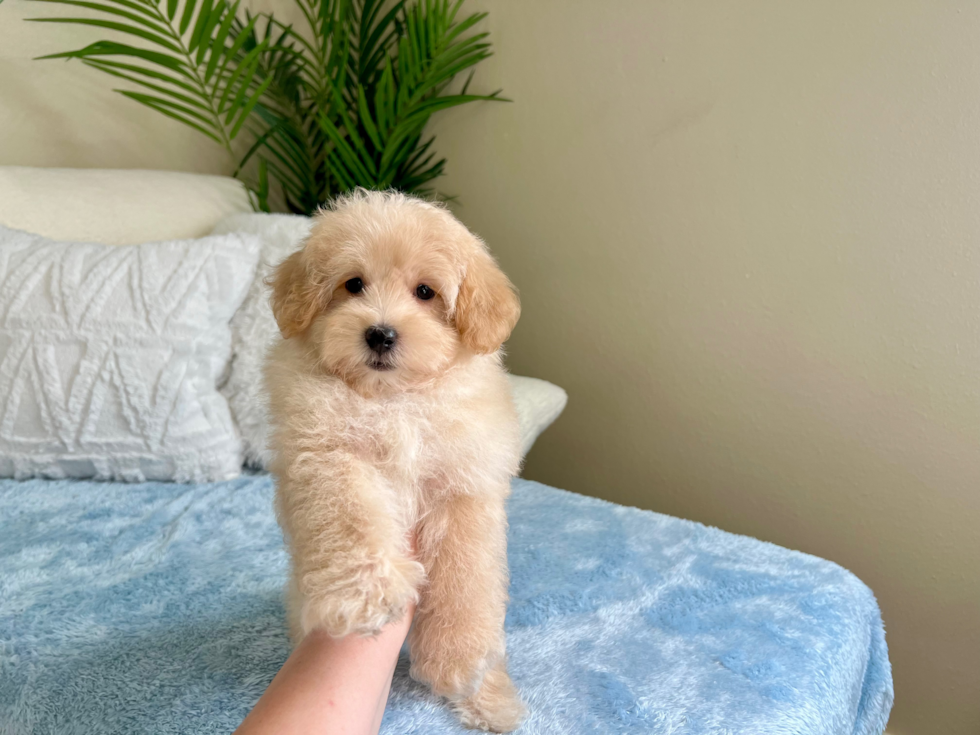 Cute Maltipoo Poodle Mix Pup