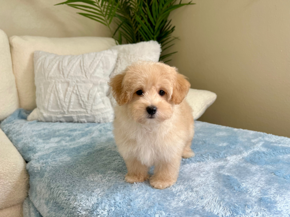 Cute Maltipoo Poodle Mix Pup