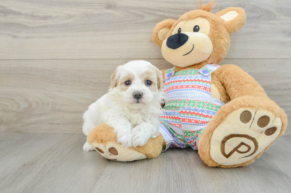 5 week old Maltipoo Puppy For Sale - Lone Star Pups