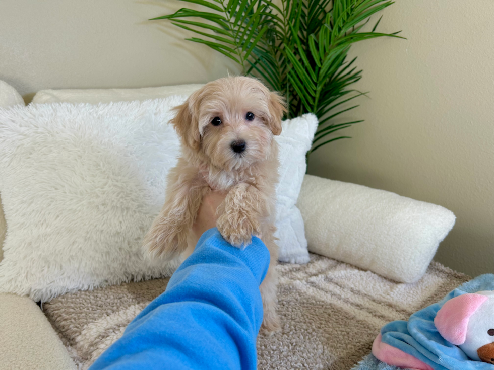 Maltipoo Pup Being Cute