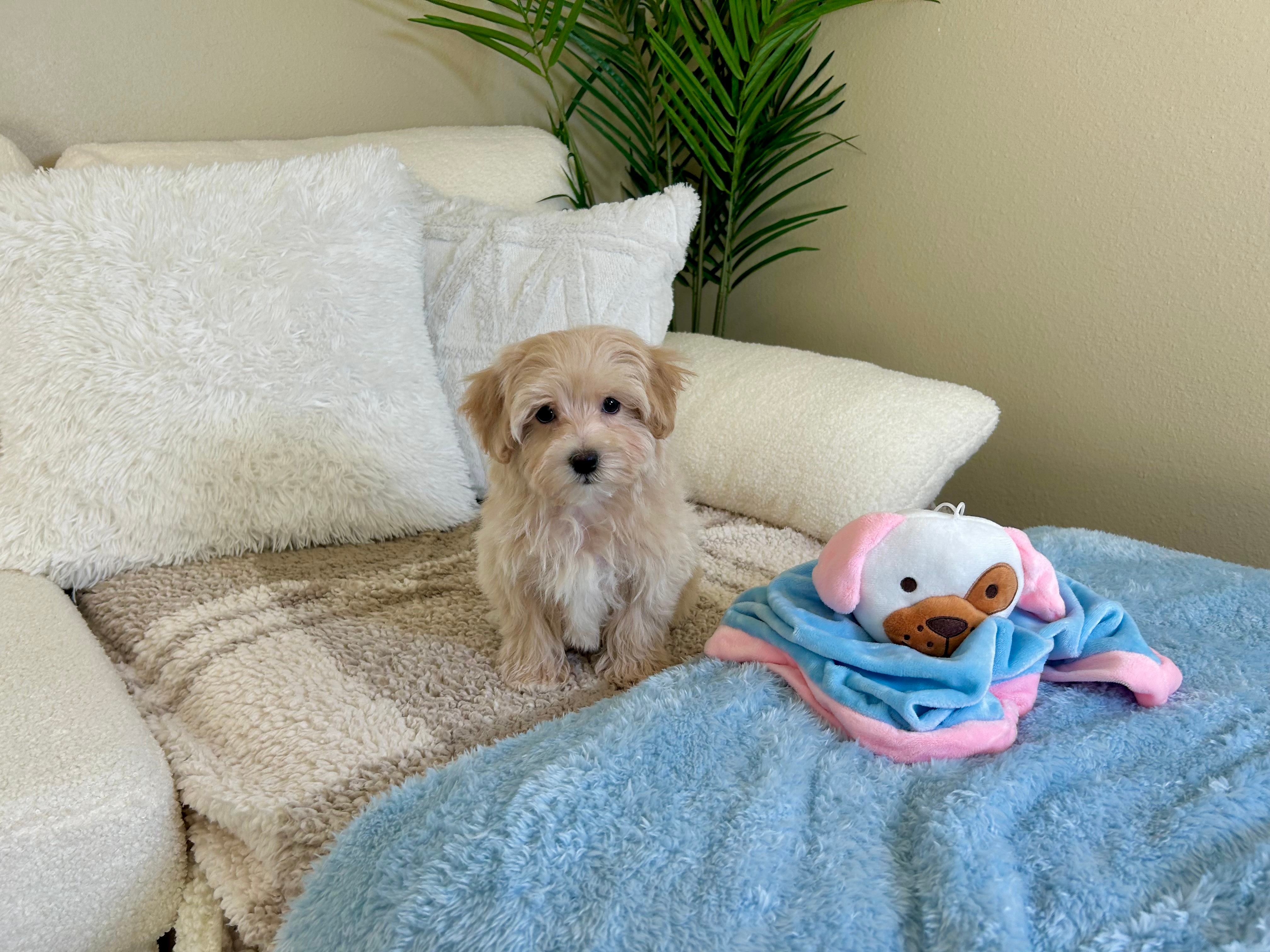 Cute Malt a Poo Poodle Mix Puppy