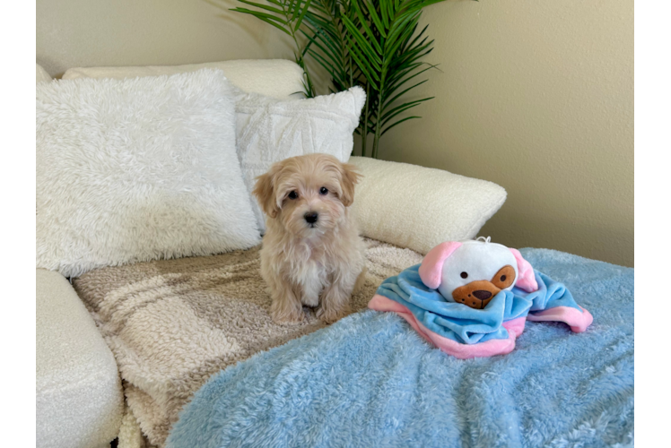 Cute Malt a Poo Poodle Mix Puppy