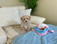 10 week old Maltipoo Puppy For Sale - Lone Star Pups