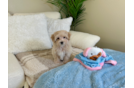 Cute Malt a Poo Poodle Mix Puppy