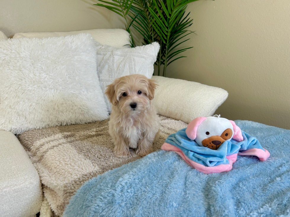 Cute Malt a Poo Poodle Mix Puppy