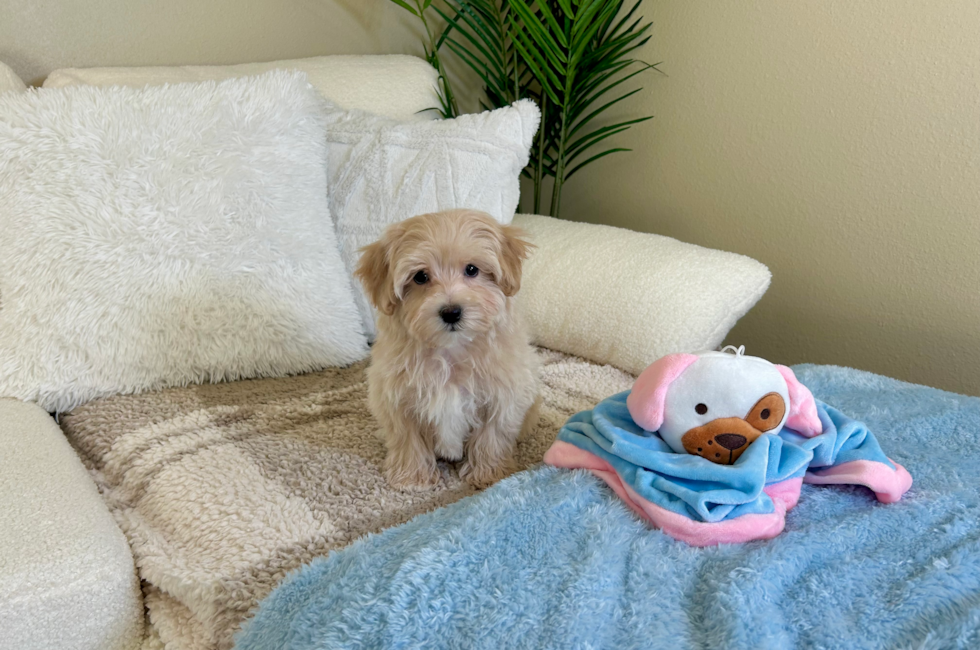 10 week old Maltipoo Puppy For Sale - Lone Star Pups