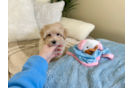 Maltipoo Pup Being Cute