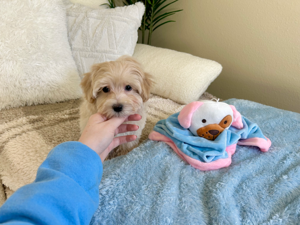 Maltipoo Pup Being Cute