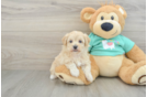 Energetic Maltepoo Poodle Mix Puppy