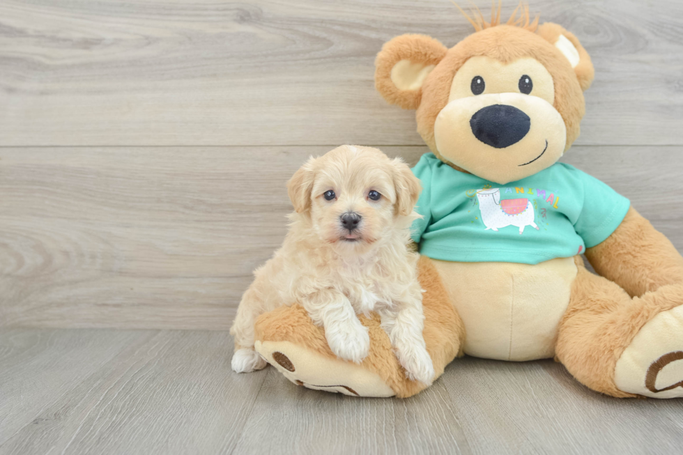 Energetic Maltepoo Poodle Mix Puppy