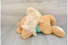 Cute Maltipoo Baby