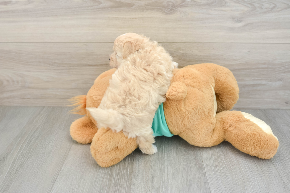 Cute Maltipoo Baby