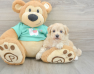 8 week old Maltipoo Puppy For Sale - Lone Star Pups