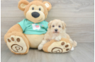 Maltipoo Pup Being Cute