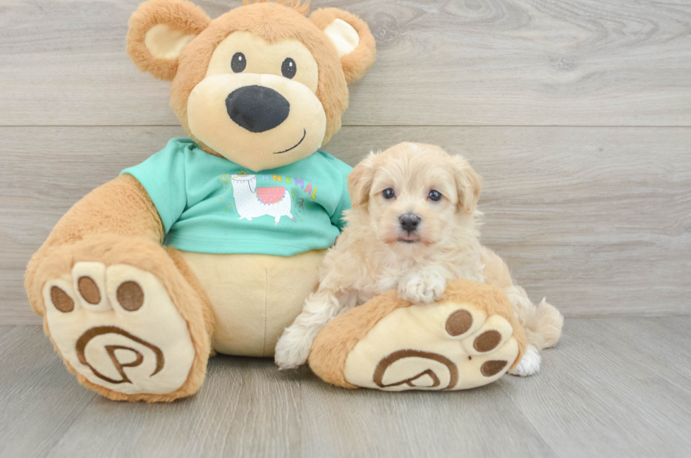 6 week old Maltipoo Puppy For Sale - Lone Star Pups