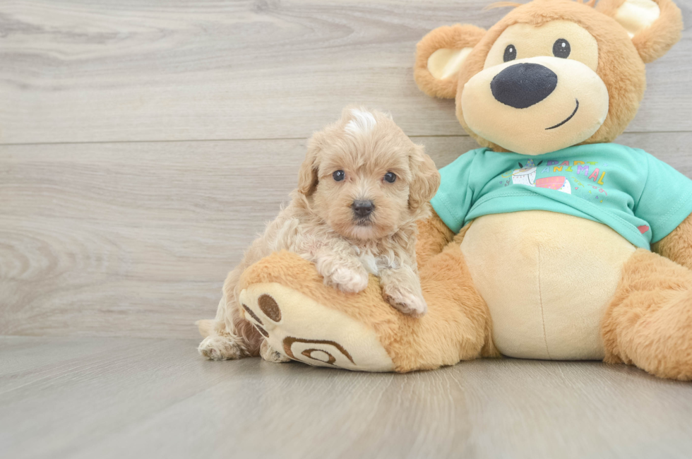 6 week old Maltipoo Puppy For Sale - Lone Star Pups