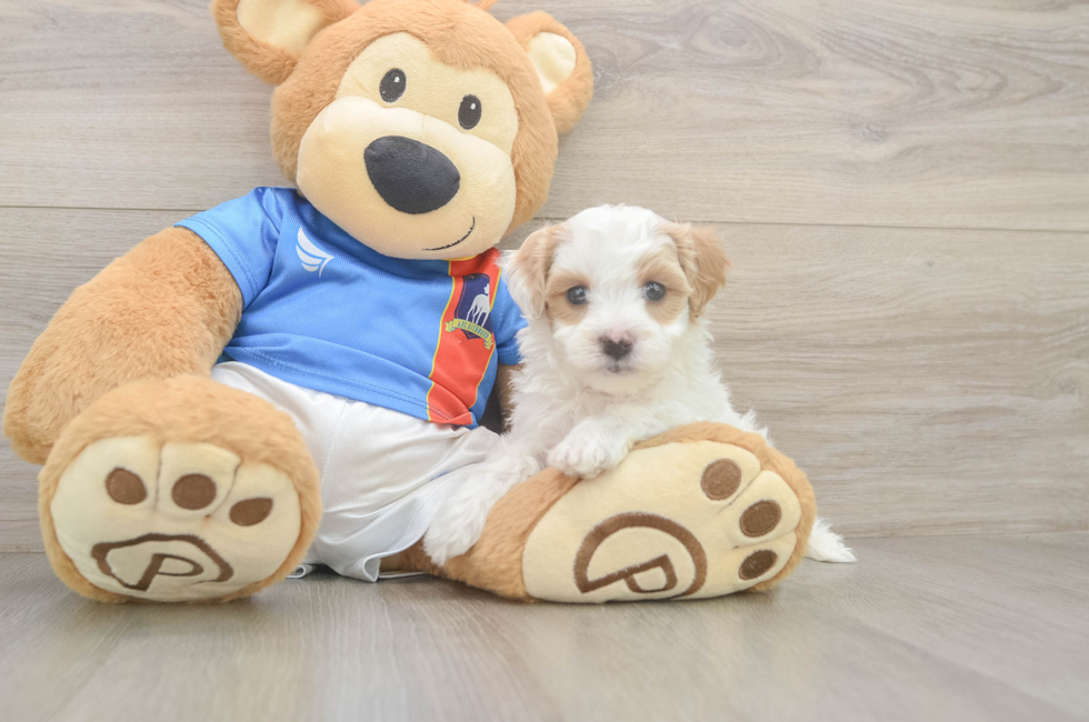 5 week old Maltipoo Puppy For Sale - Lone Star Pups