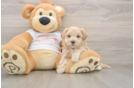 Smart Maltipoo Poodle Mix Pup