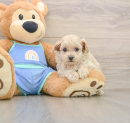 6 week old Maltipoo Puppy For Sale - Lone Star Pups