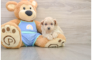 Energetic Malt Oodle Poodle Mix Puppy
