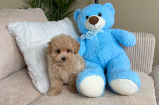 Best Maltipoo Baby