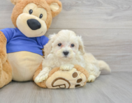 8 week old Maltipoo Puppy For Sale - Lone Star Pups