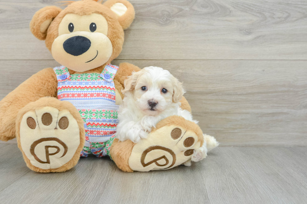 5 week old Maltipoo Puppy For Sale - Lone Star Pups