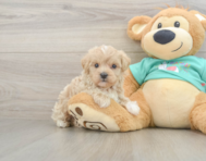 8 week old Maltipoo Puppy For Sale - Lone Star Pups