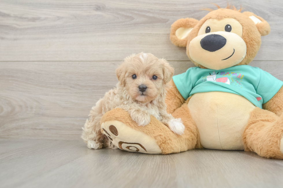 6 week old Maltipoo Puppy For Sale - Lone Star Pups