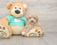 8 week old Maltipoo Puppy For Sale - Lone Star Pups