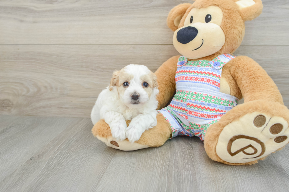 7 week old Maltipoo Puppy For Sale - Lone Star Pups