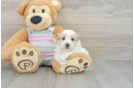 Best Maltipoo Baby