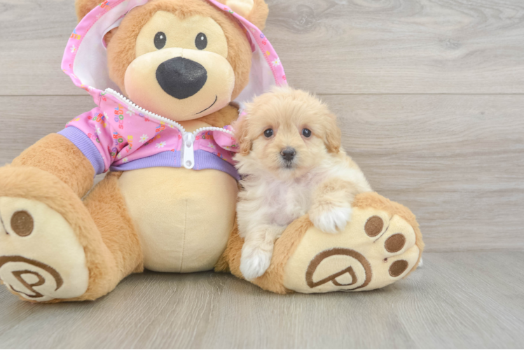 Maltipoo Pup Being Cute