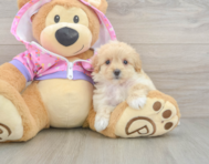 8 week old Maltipoo Puppy For Sale - Lone Star Pups