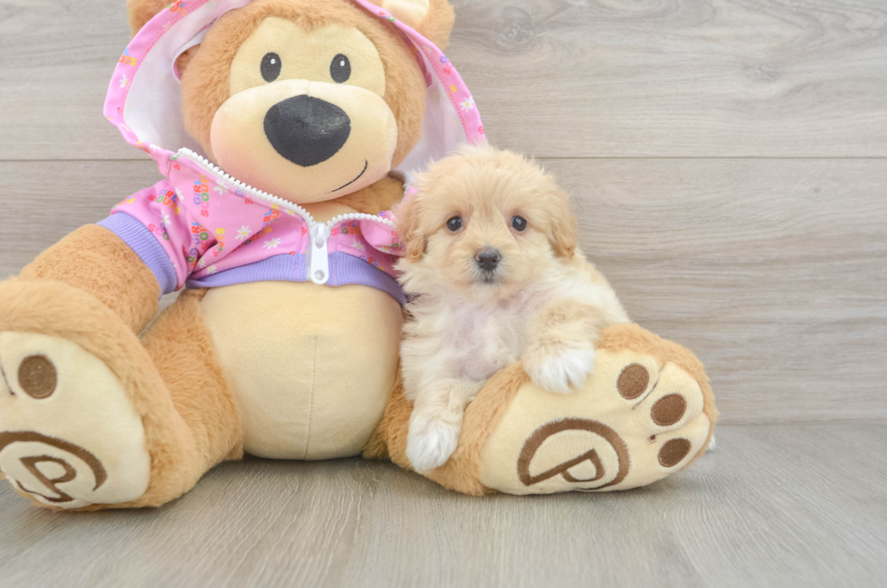 5 week old Maltipoo Puppy For Sale - Lone Star Pups