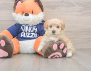 9 week old Maltipoo Puppy For Sale - Lone Star Pups