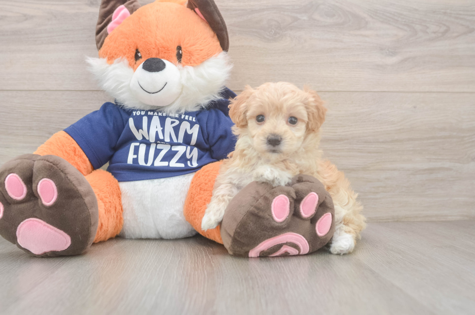 7 week old Maltipoo Puppy For Sale - Lone Star Pups