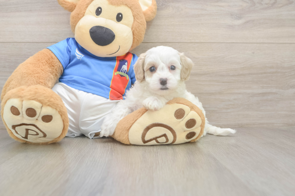 5 week old Maltipoo Puppy For Sale - Lone Star Pups